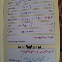نر۲ساله نگهبانی عالی|سگ|یزد, |دیوار