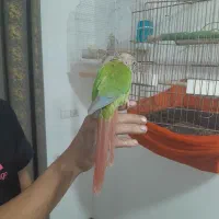 گرینچیک ۱ساله شیطون|پرنده|ماهدشت, |دیوار