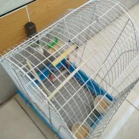 دو عدد قفس پرنده 300 تومان