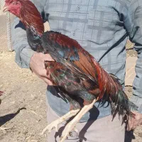 خروس لاری نسل طوفان عامر|حیوانات مزرعه|خرمدره, |دیوار