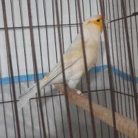 قناری سیلور...