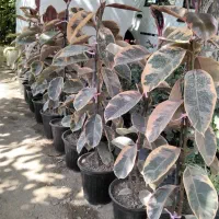 گل و گلدان|گل و گیاه طبیعی|ارومیه, |دیوار