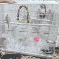 قفس سفید رنگ