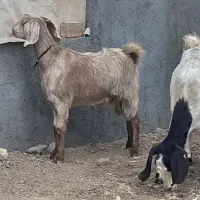 چهار راس بز|حیوانات مزرعه|سنقر, |دیوار