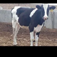 راهنمایی دامداری