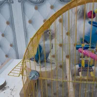 طوطی ابی|پرنده|تبریز, |دیوار