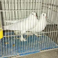 کبوتر سفید پاپر مغلق|پرنده|برخوار, |دیوار