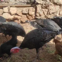 فروش هشت عدد بوقلمون ماده درشت هیکل 8ماهه|حیوانات مزرعه|ایلام, |دیوار