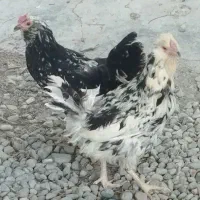 مرغ گلین جوان