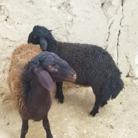 بره قوچ|حیوانات مزرعه|کرج, چمران|دیوار