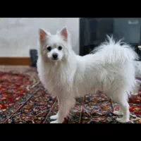 سگ پامر|سگ|خرمآباد, |دیوار