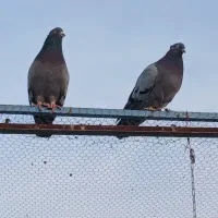 نر وماده سبز خوشتیپ با جوجه کاردرست پورشیرازی