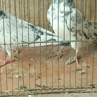 کبوتر یا کفتر پلاکی وپاکستانی|پرنده|پرند, فاز ۳|دیوار