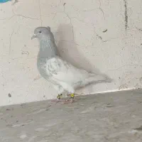کفتر کله الماسی ۶ دونگ