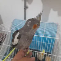 خرید و فروش عروس هلندی دستی|پرنده|تربت جام, فاز ۱ فرهنگیان|دیوار