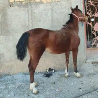 مادیان کورد