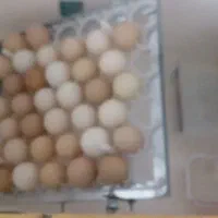 دستگاه جوجه کشی