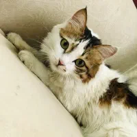 گربه گمشده|حیوانات|مرند, |دیوار