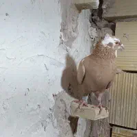 زرد ماده|پرنده|فردوس (خراسان), |دیوار