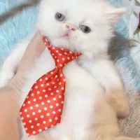 مجموعه گربه های اصیل و خاص ( پرشین بریتیش اسکاتیش)|گربه|رشت, گلسار|دیوار