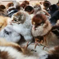 جوجه محلی گلپایگان|حیوانات مزرعه|لاهیجان, کوی خزر|دیوار