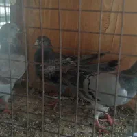 ۶عددپلاکی گرفتنی|پرنده|اهواز, فرهنگ شهر|دیوار