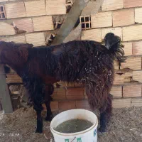 بز نر پربار وسنگین وزن صحیح وسلامت|حیوانات مزرعه|قلعه گنج, |دیوار