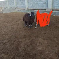 بره قوچ هموزایگوت با ژنوتیپ عالی هنوز یکسال نشده