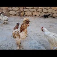 نیمچه جوجه سلطان