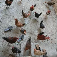 مرغ و خروس محلی|حیوانات مزرعه|سوسنگرد, |دیوار