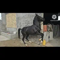 اسب
