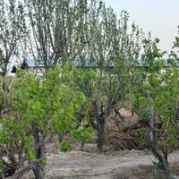باغچه باغی زمین چهار دیواری برق سه فاز سند|فروش زمین و ملک کلنگی|تهران, شهید رجایی|دیوار