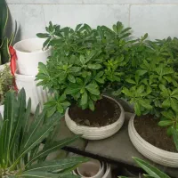 گل گیاه اپارتمانی|گل و گیاه طبیعی|جلین, |دیوار