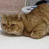 گربه نر جفت گیری|گربه|فردیس, شهرک راه آهن|دیوار