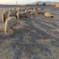 گوسفند میش|حیوانات مزرعه|ماهیدشت, |دیوار