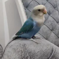 طوطی کوتوله برزیلی|پرنده|بندرعباس, |دیوار