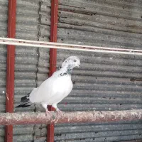 کفتر ساعتی