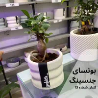 فروش ویژه بونسای جنسینگ|گل و گیاه طبیعی|اصفهان, الهیه|دیوار