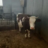 گاوشیری سمینتال