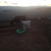 یک بز ۴ شکم بزغاله نر