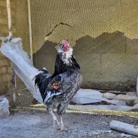 مرغ و خروس گلین طوسی