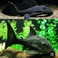 لجن خوار ۲۵ سانتی