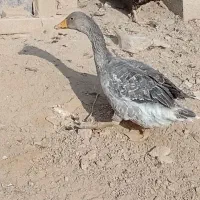 غاز