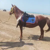 مادیون|اسب و تجهیزات اسب‌سواری|بندر گناوه, |دیوار