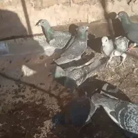 کفتر یا کبوتر