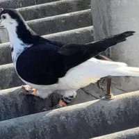 تعدادی کبوتر