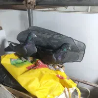 کبوتر اصفهانی سیاه و کوی کله ماستی|پرنده|نجفآباد, گلدشت|دیوار