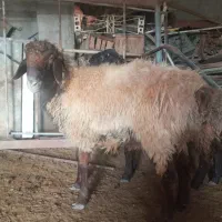 فروش ۱ راس بره نر چاق|حیوانات مزرعه|گنبد کاووس, |دیوار