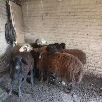 تعدادی بره و یک میش