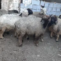 میش شهرکردی اصل|حیوانات مزرعه|مرودشت, رامجرد یک|دیوار